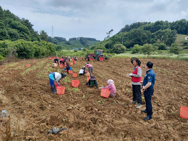 서산경찰서 성연파출소, 수확 철 농산물(감자) 절도 예방 홍보활동 전개1.jpg
