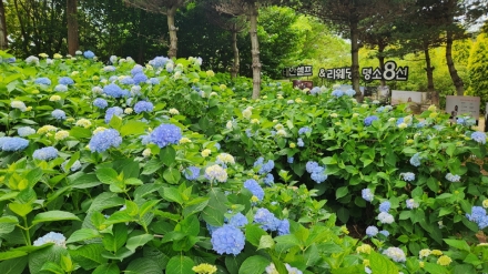 태안군 청산수목원, 여름철 대표 꽃 수국 ‘만개’