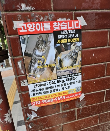 실종 반려동물 찾기 전단지, 과태료 대상…"시대에 뒤떨어진 법" 논란