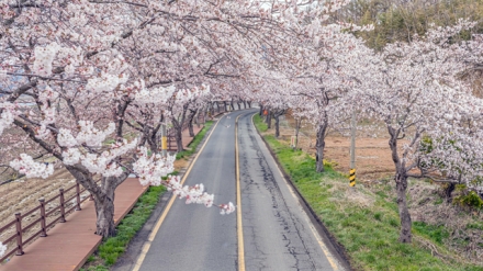 [포토] 보령시 주산면 벚꽃 활짝... 11일 제20회 주산벚꽃축제 열려