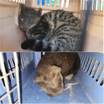 길고양이 얼굴에 토치로 화상…70대 구속영장 신청