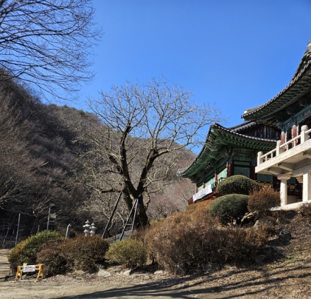충남도, 700년 역사 ‘천연기념물 호두나무’ 후계목 육성
