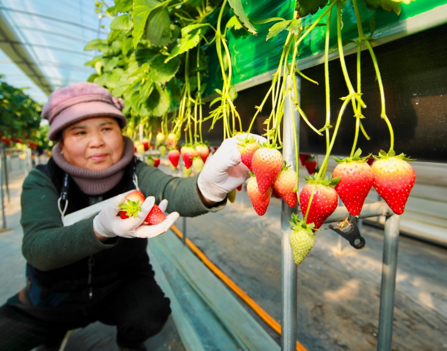 태안 딸기 수확 1.jpg