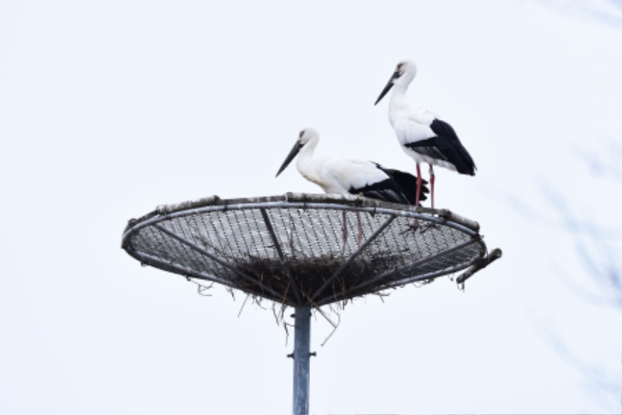 1. 서산버드랜드 내 설치된 인공둥지에서 황새가 짝을 이룬 모습.jpg