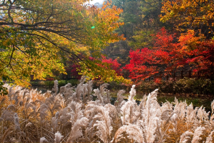 3.성주산 단풍.jpg
