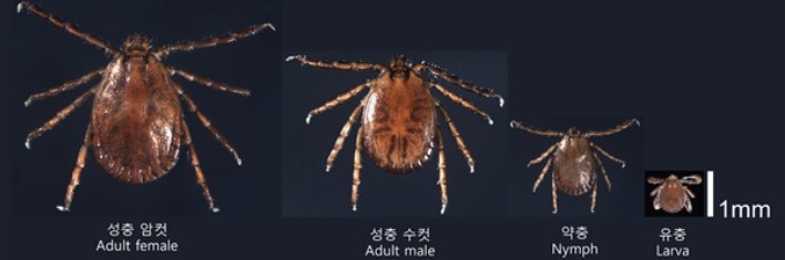 2.안산시, 야외 활동 시 진드기 매개 감염병 예방수칙 준수 당부(참진드기 사진).jpg