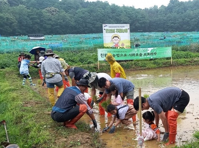 3.‘도심 속 옛날 방식 그대로’… 안산시, 전통 모내기 체험행사 진행.JPG