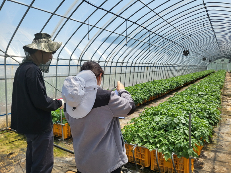 2. ③5월 종자관리사가 서산시농업기술센터 씨감자 원원종포를 검사하고 있다..JPG