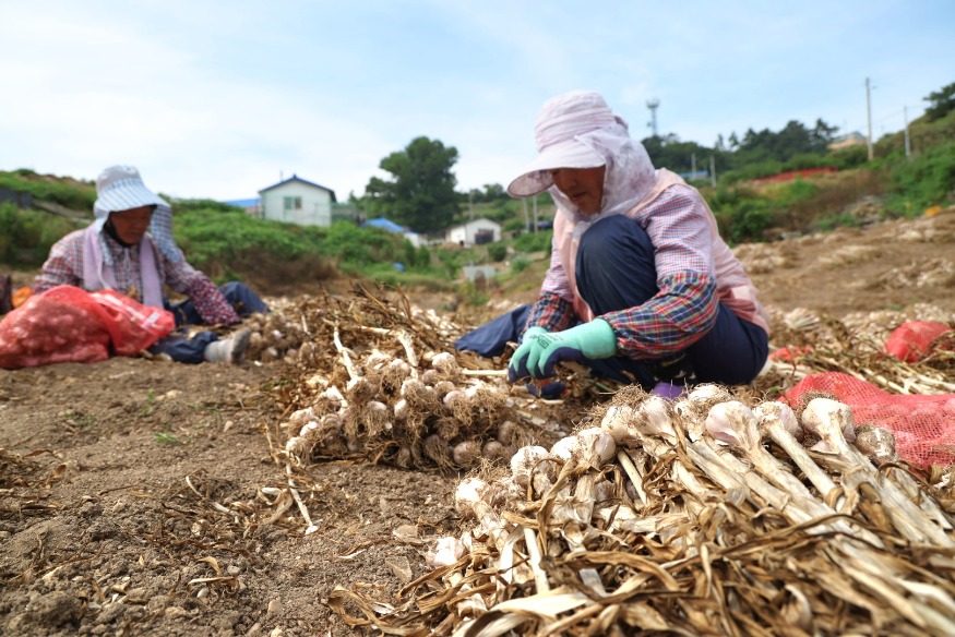 2. 가의도 우량종구 지원 8.JPG