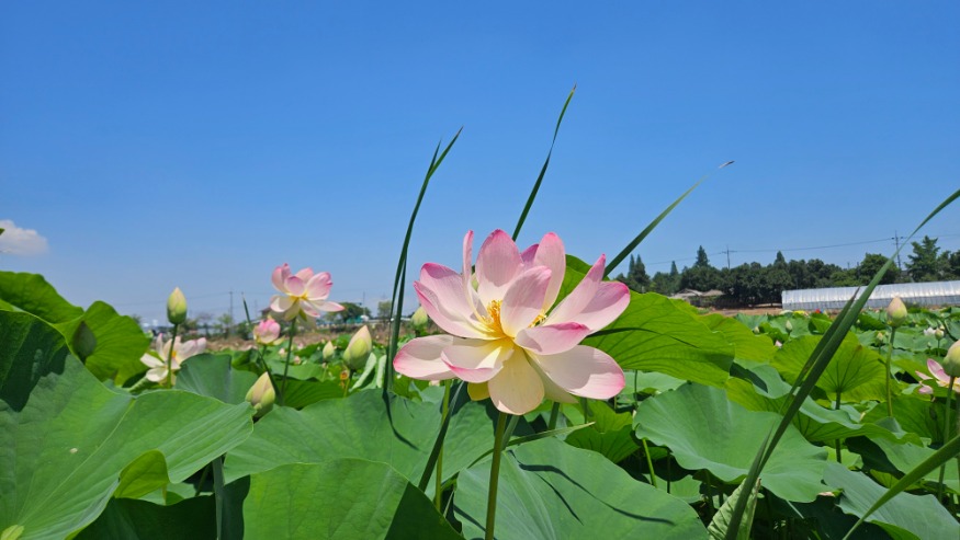 (사진3) 합덕제(1).jpg
