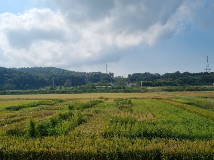 내염성_선발포장(서산B지구).jpg