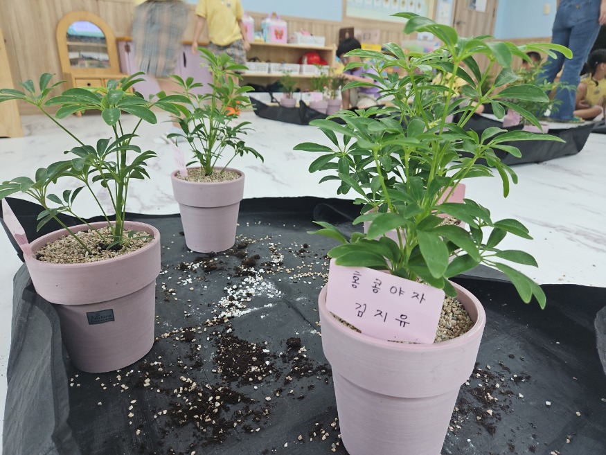 (사진5) 대추야자(2).jpg