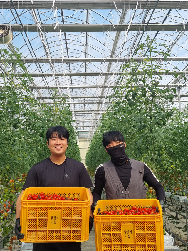(사진3) 청년 농업인 스마트팜 첫 수확 방울토마토(2).jpg