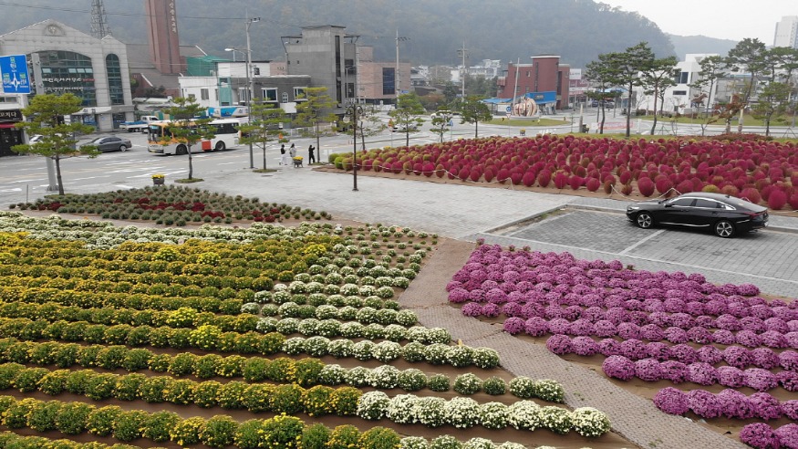 10.군청사 앞 댑싸리와 국화꽃 (1).jpg