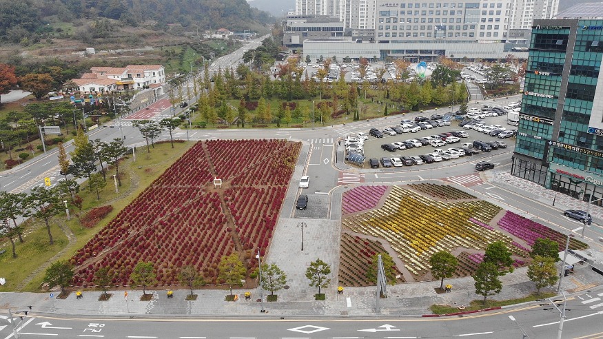 10.군청사 앞 댑싸리와 국화꽃 (2).jpg