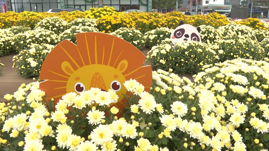 10.군청사 앞 댑싸리와 국화꽃 (8).jpg