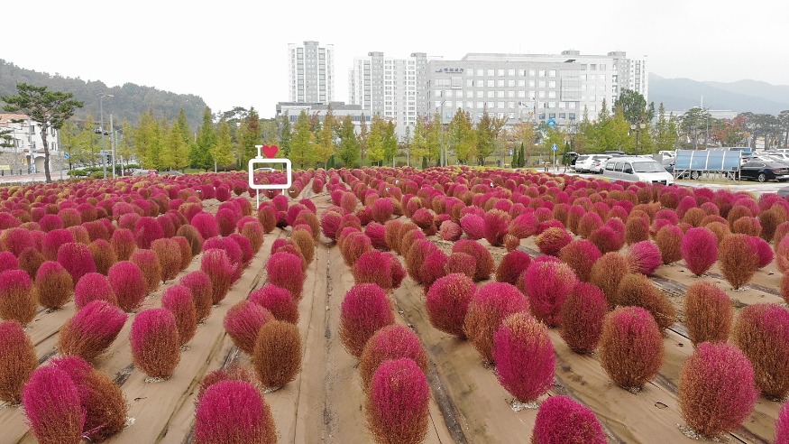 10.군청사 앞 댑싸리와 국화꽃 (6).jpg