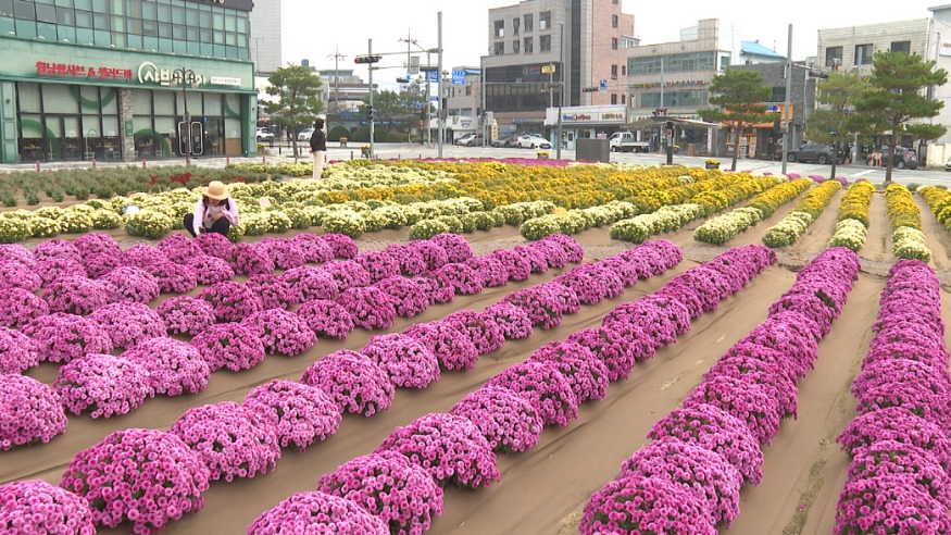 10.군청사 앞 댑싸리와 국화꽃 (5).jpg