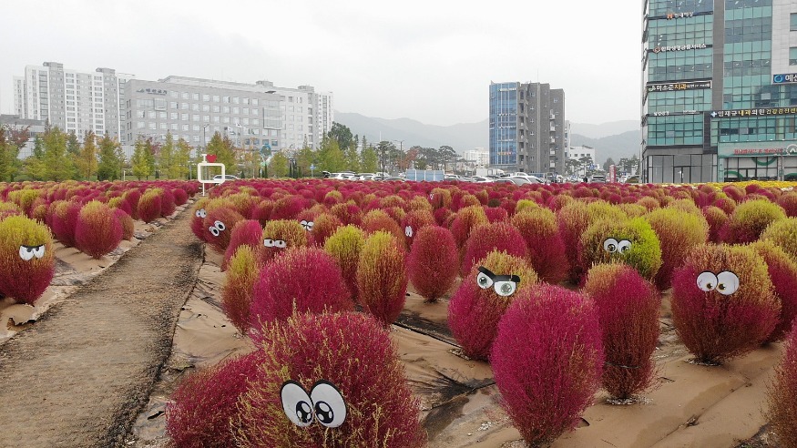 10.군청사 앞 댑싸리와 국화꽃 (4).jpg