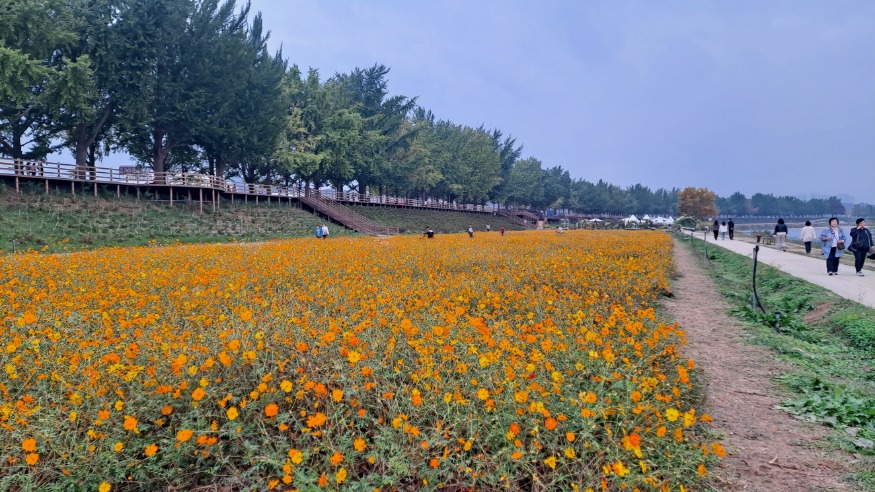 6. 아산시 곡교천, 가을꽃 만개 (3).jpg