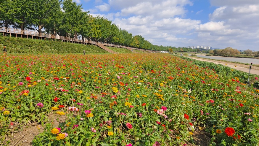 6. 아산시 곡교천, 가을꽃 만개 (2).jpg