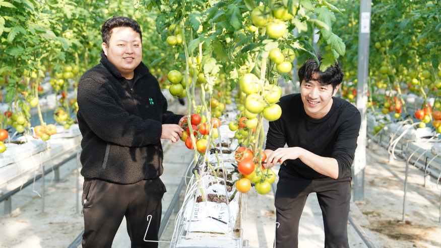 (사진1) 토마토 첫 수확(3).JPG
