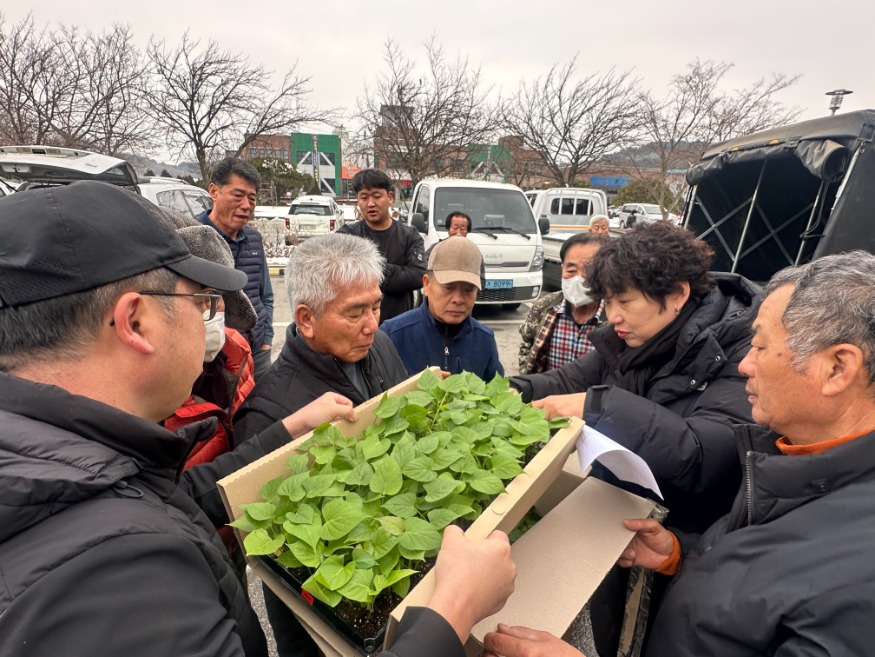 (사진2)조직배양묘 배부1.JPG