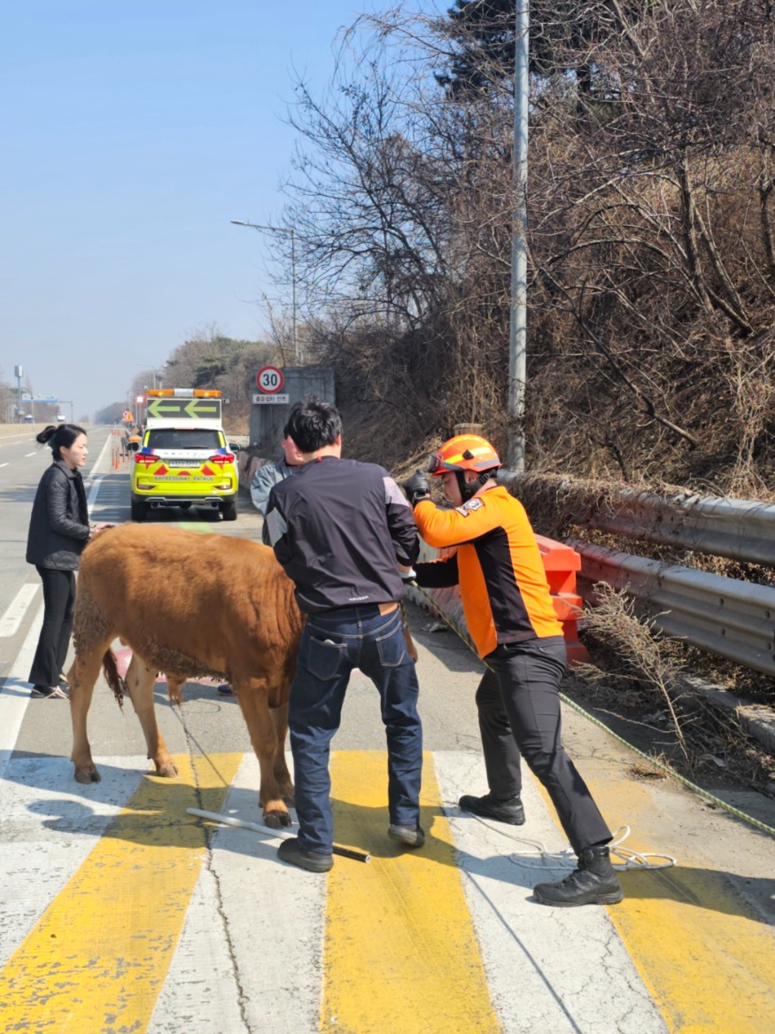 당진소방서, 도심 도로에 소한마리 출몰… 신속 대응으로 안전 확보2.jpeg