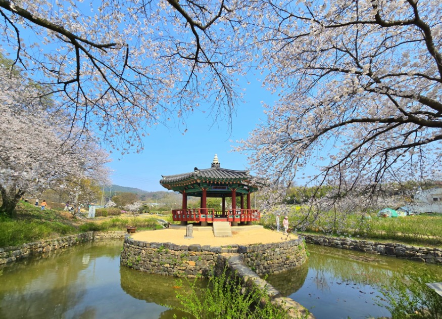 (사진2)군자정 벚꽃사진.jpg